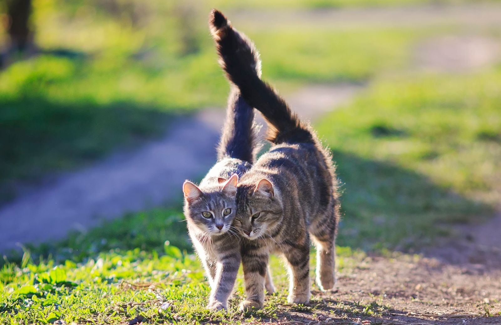 Come imparare il linguaggio segreto dei gatti