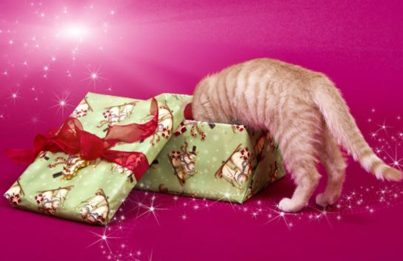 Come intrattenere il tuo gatto a Natale con il calendario dell'Avvento