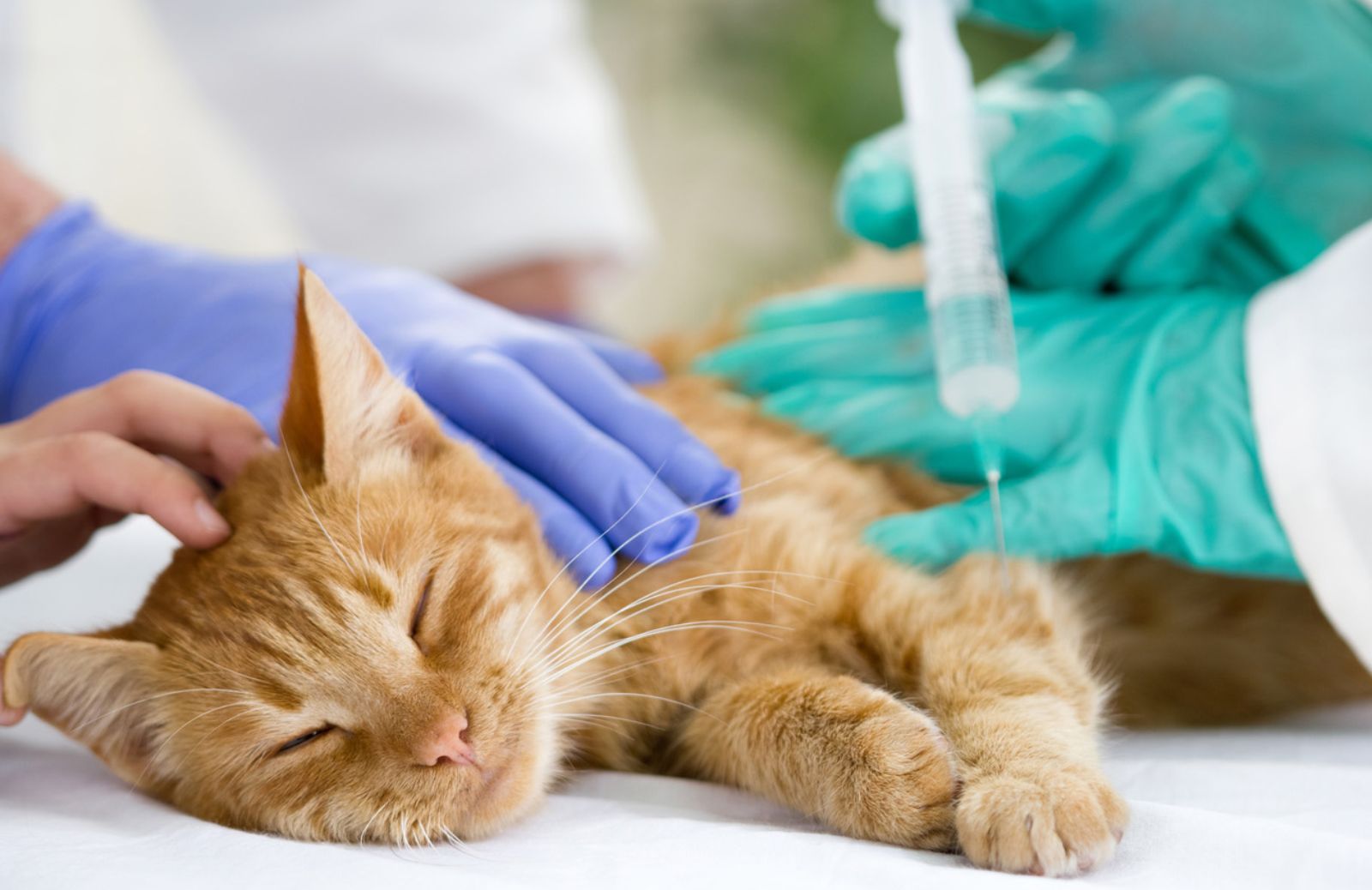 Come prevenire la leucemia felina 