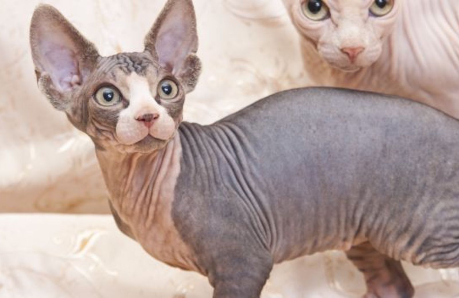 Come scegliere il gatto di razza: lo Sphynx