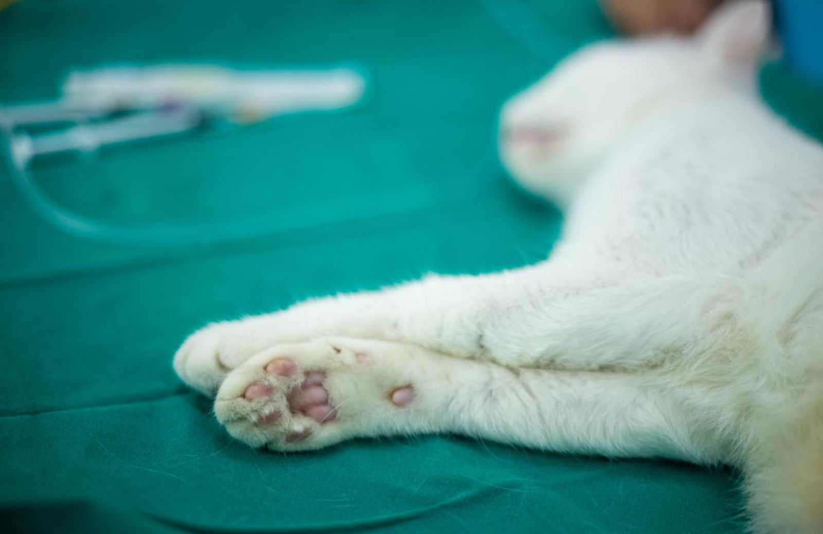 Come si manifesta la peritonite infettiva felina