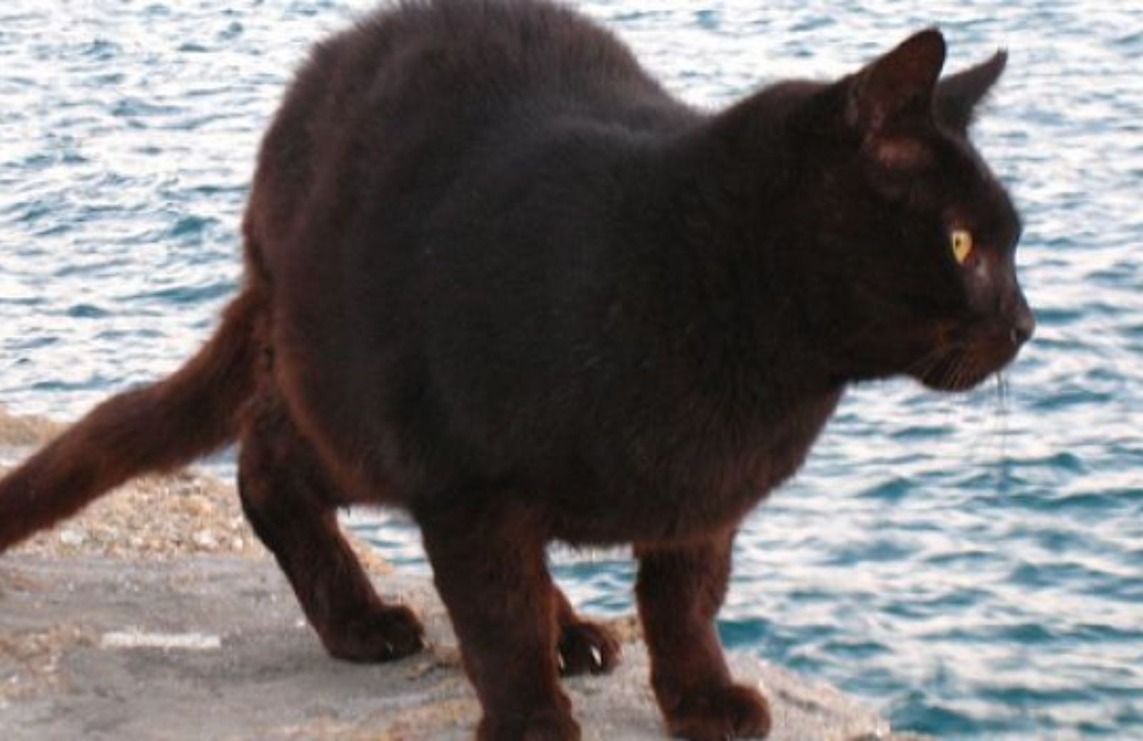 Come soccorrere un gatto vittima di annegamento