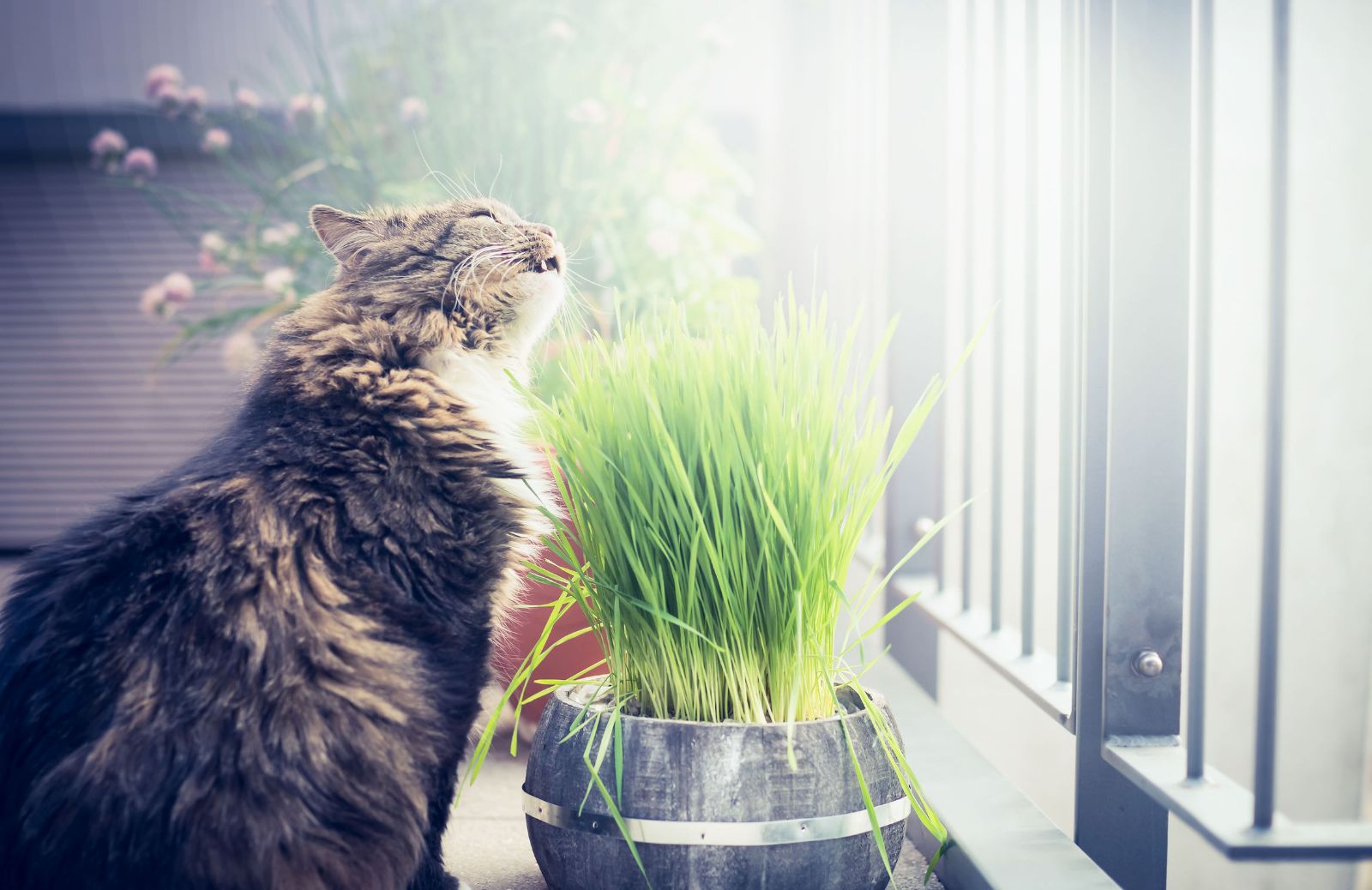 Come usare l'erba gatta