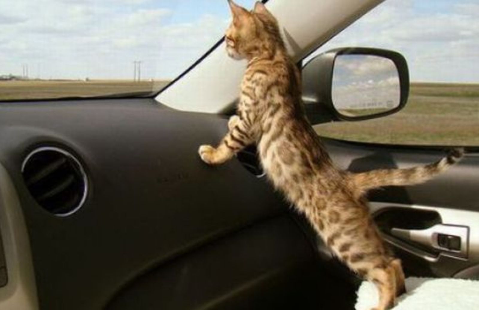 Come viaggiare in auto con il vostro gatto