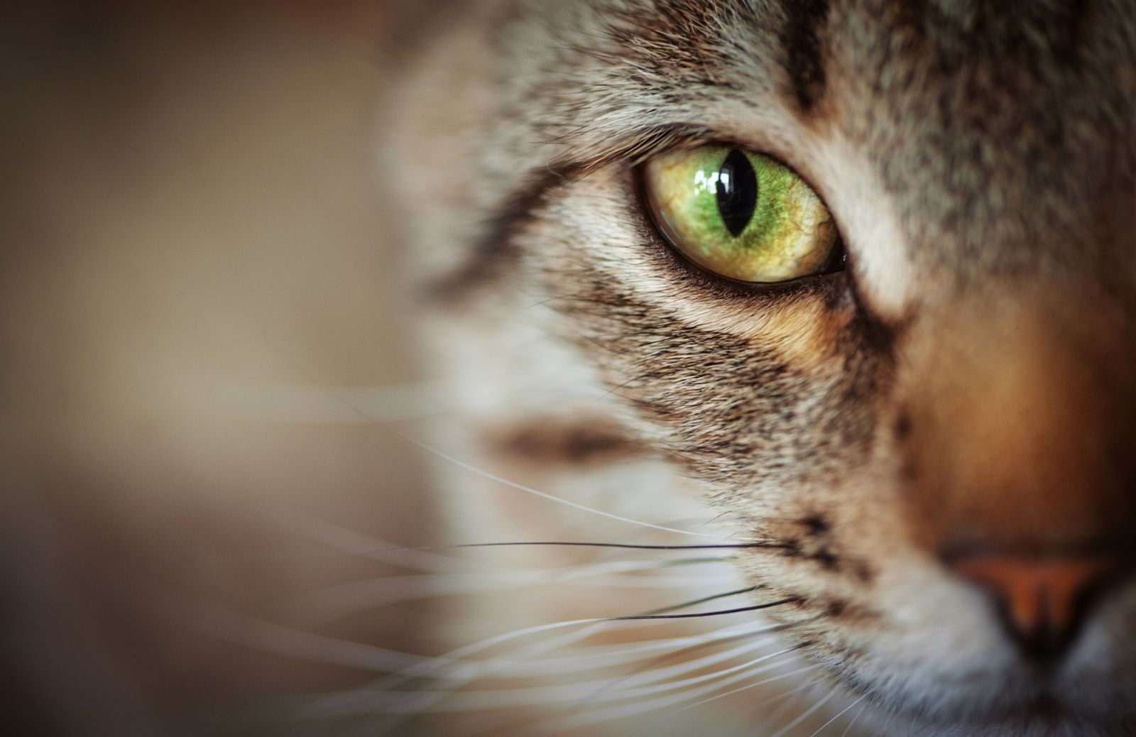 Entropion nel gatto: cos'è e come si cura