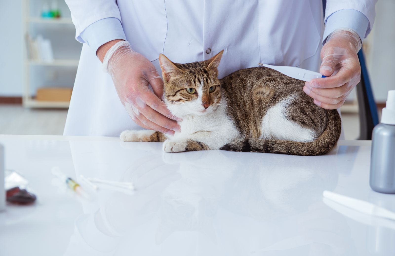 Febbre del gatto: i sintomi e la cura 