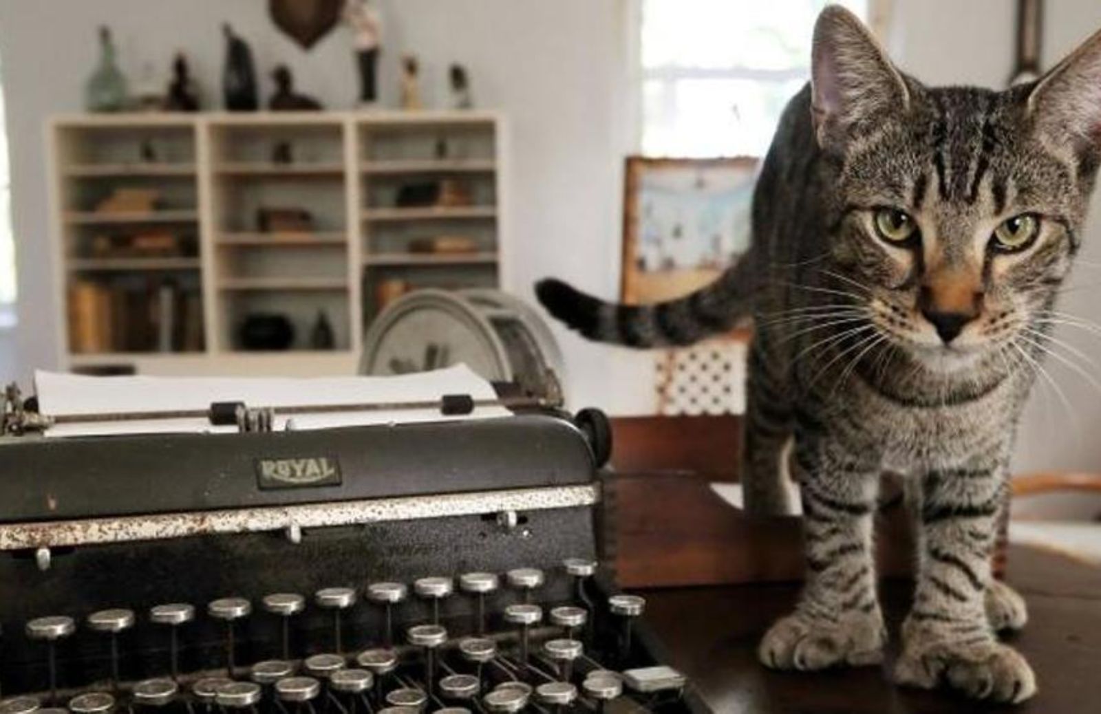 Gatti famosi: tutto sui gatti a sei dita di Ernest Hemingway