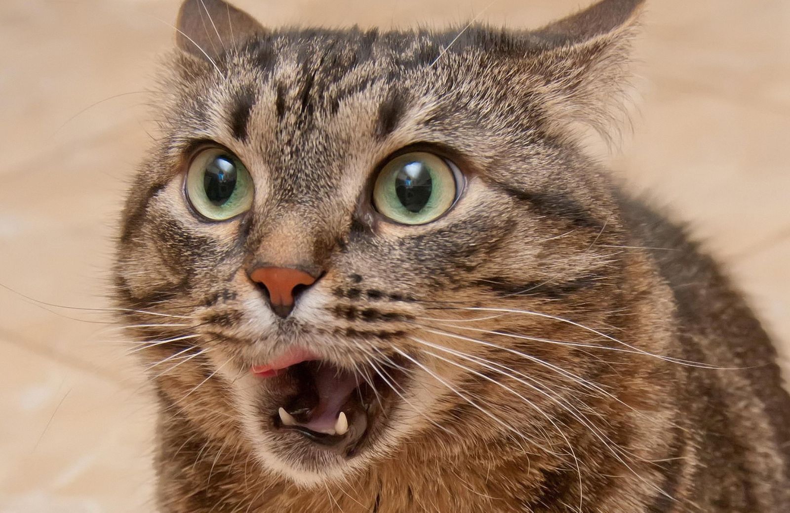 Gatti terrorizzati dai cetrioli: ecco perché