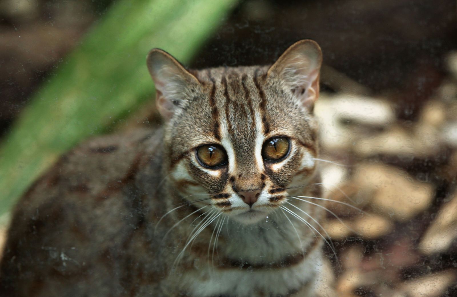 Gatto rugginoso: tutto sul felino selvatico più piccolo del mondo