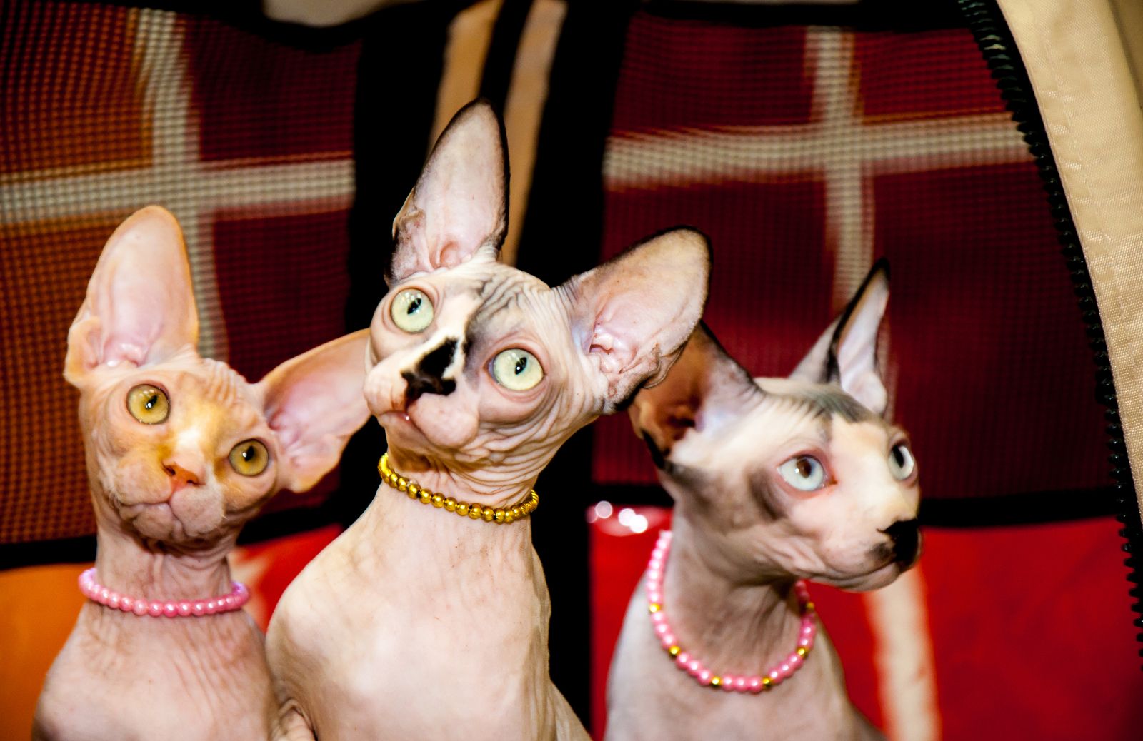 Gatto sphynx: carattere e comportamento