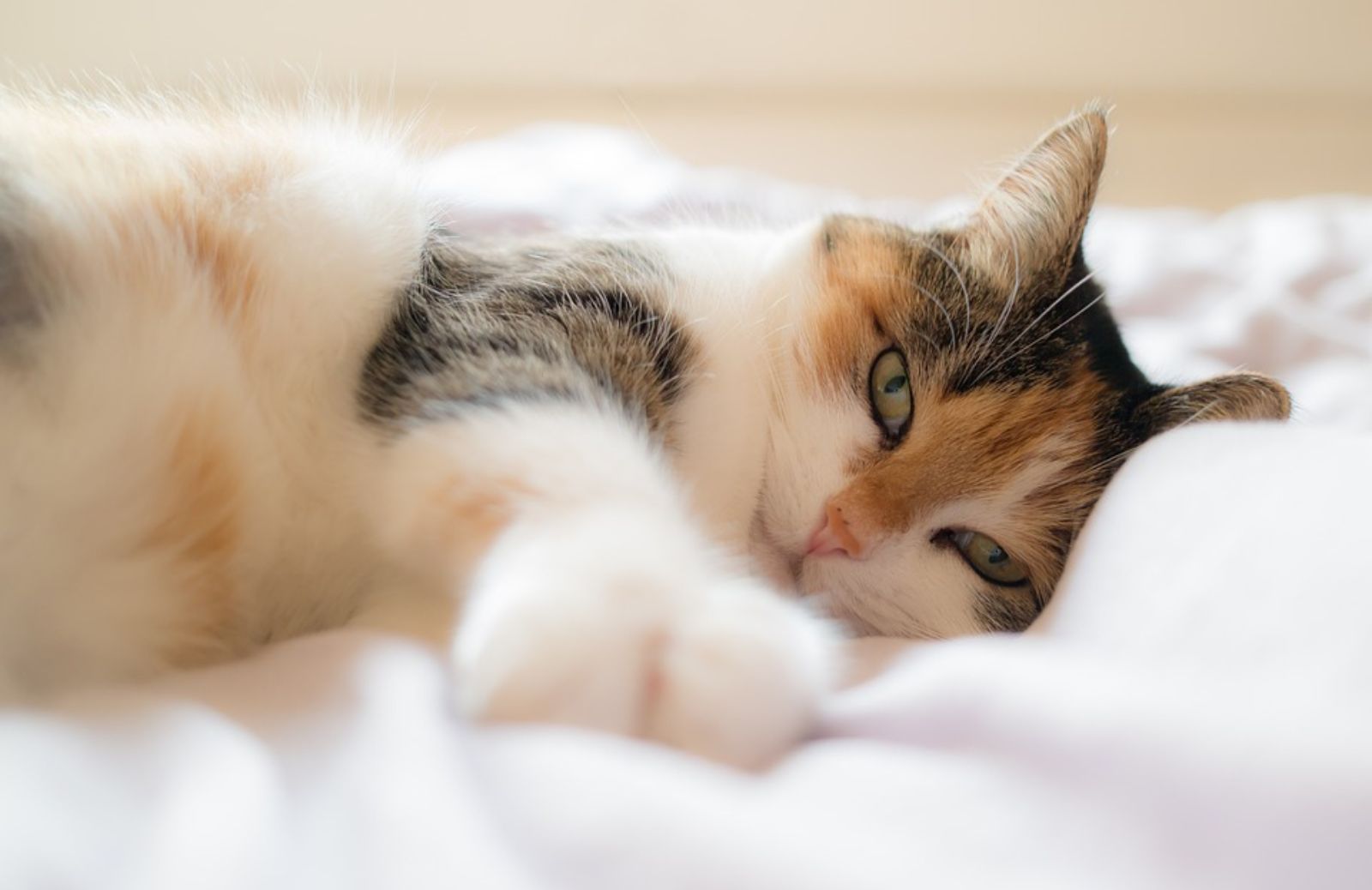 Gravidanza isterica del gatto: le cose da sapere