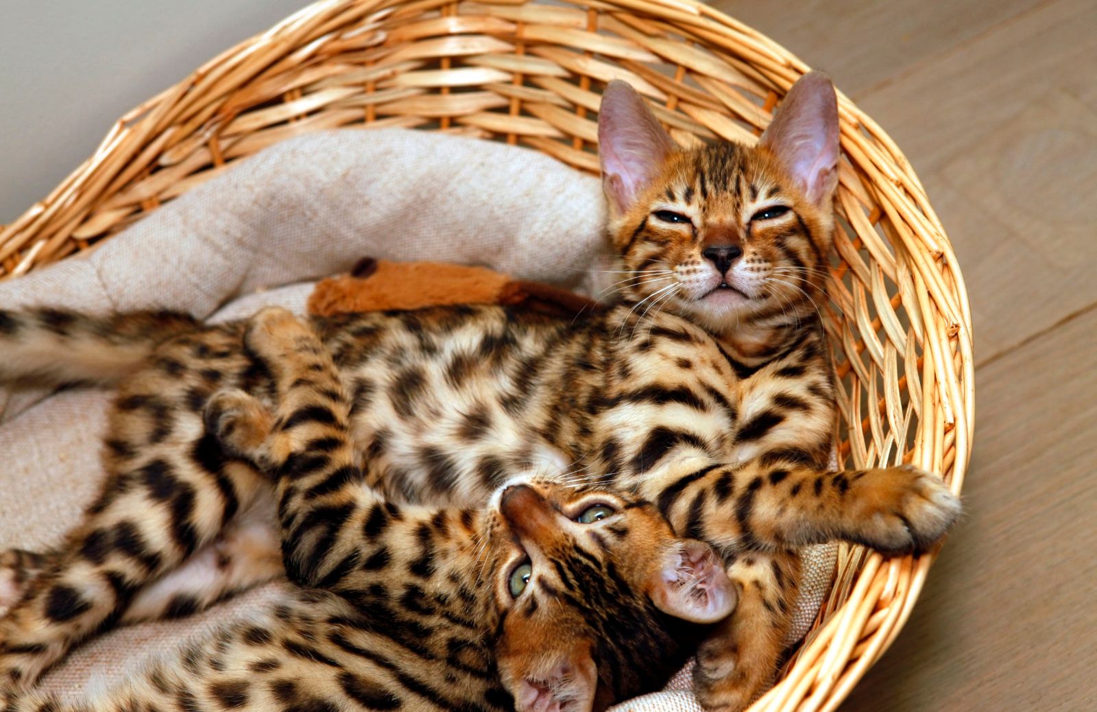 I gatti più costosi del mondo: caratteristiche del Bengala
