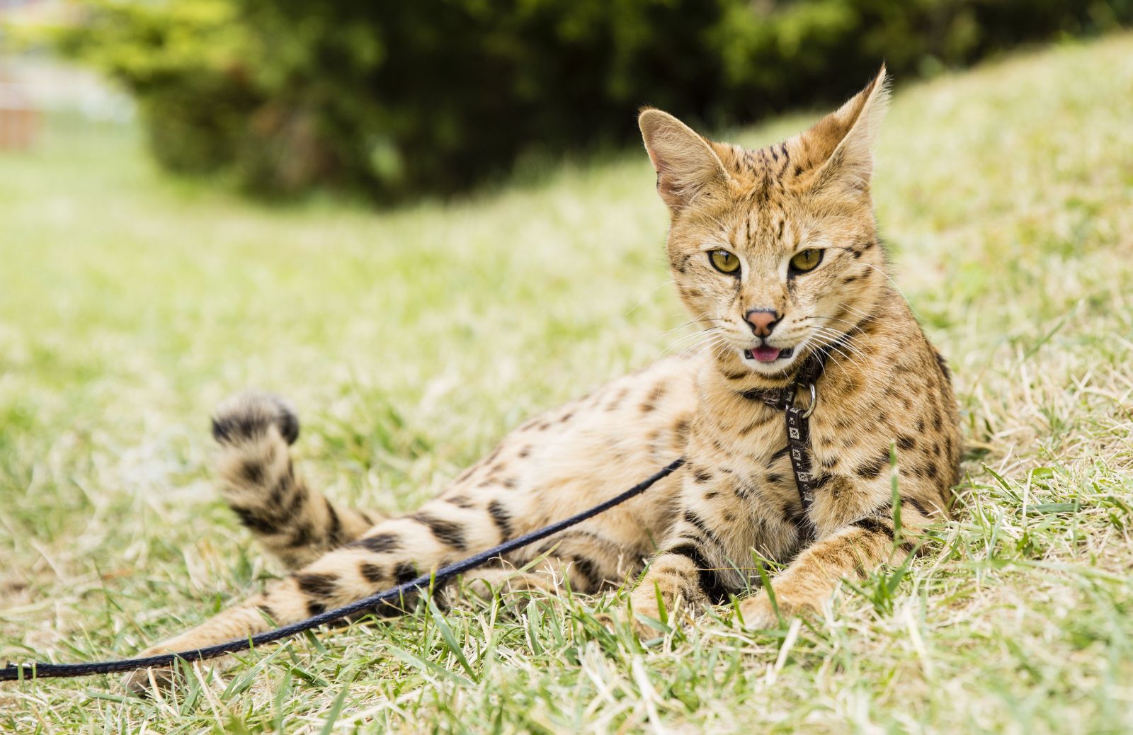 I gatti più costosi del mondo: caratteristiche del Savannah