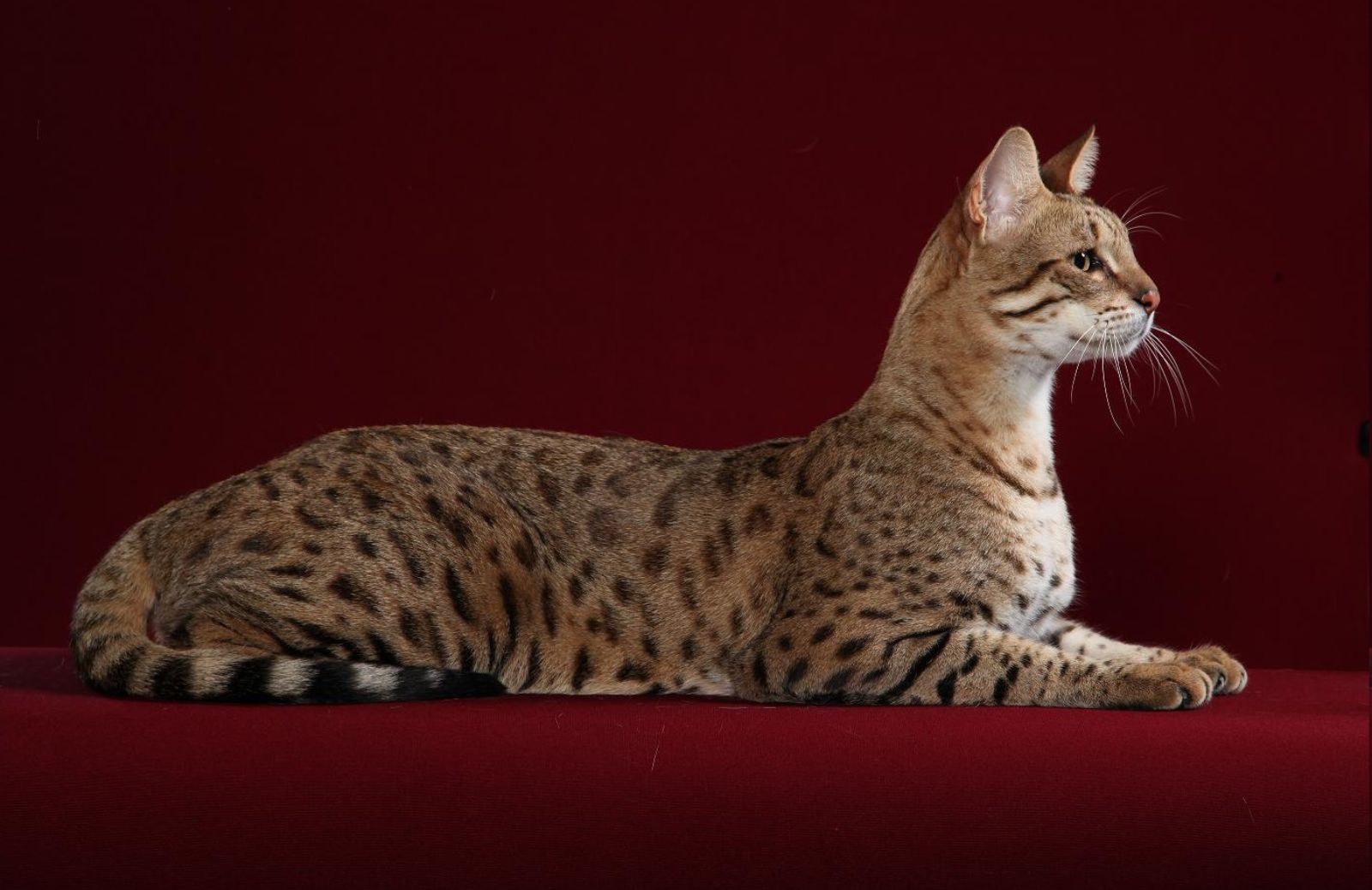 I gatti più costosi del mondo: caratteristiche dell’Ashera
