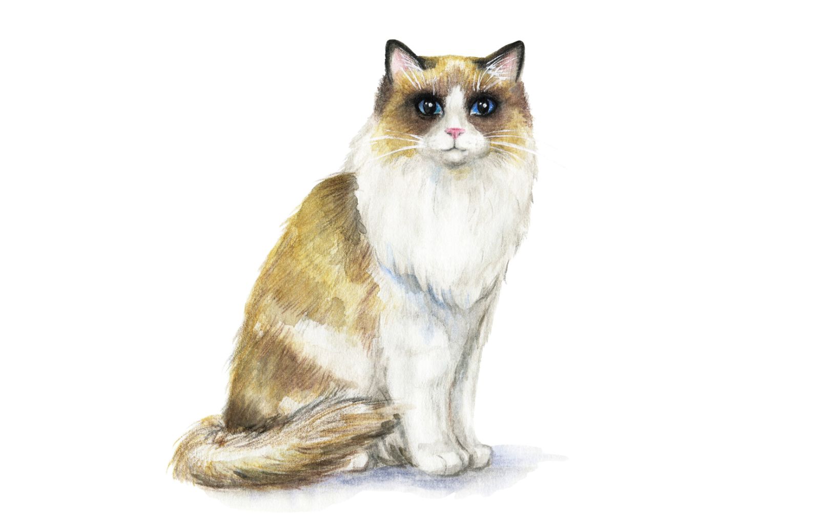Il gatto ragamuffin: origini, caratteristiche e come prendersene cura