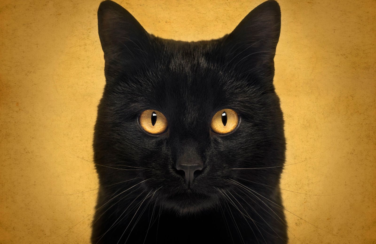 Perché si pensa che il gatto nero porti sfortuna: storia di una superstizione