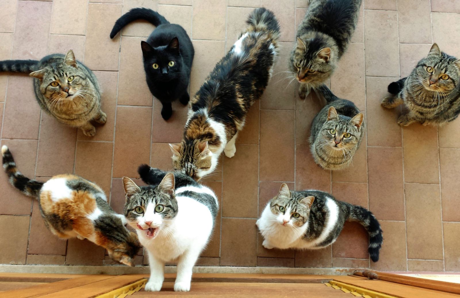 Più di 6mila gatti nel 2014 mangiati in Italia 