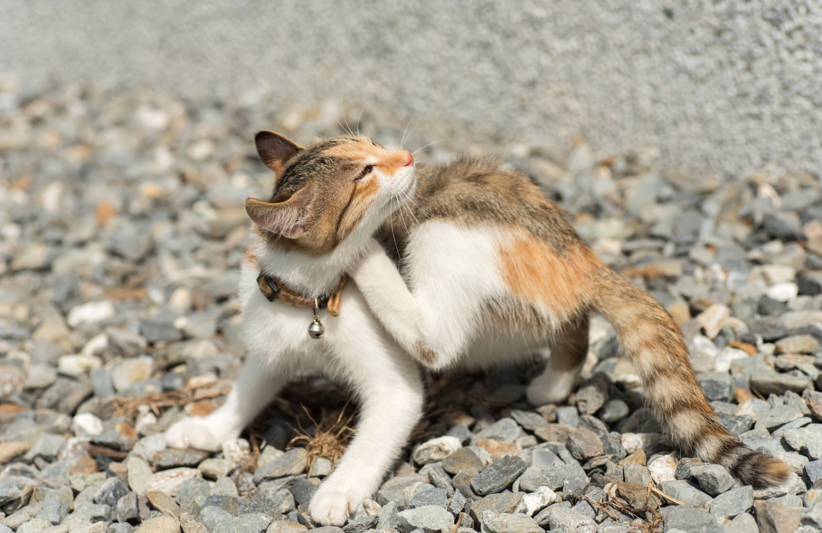 Pulci gatto: come eliminarle con i rimedi naturali