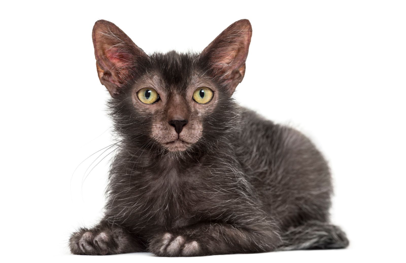 Razze feline: caratteristiche del Lykoi o gatto lupo