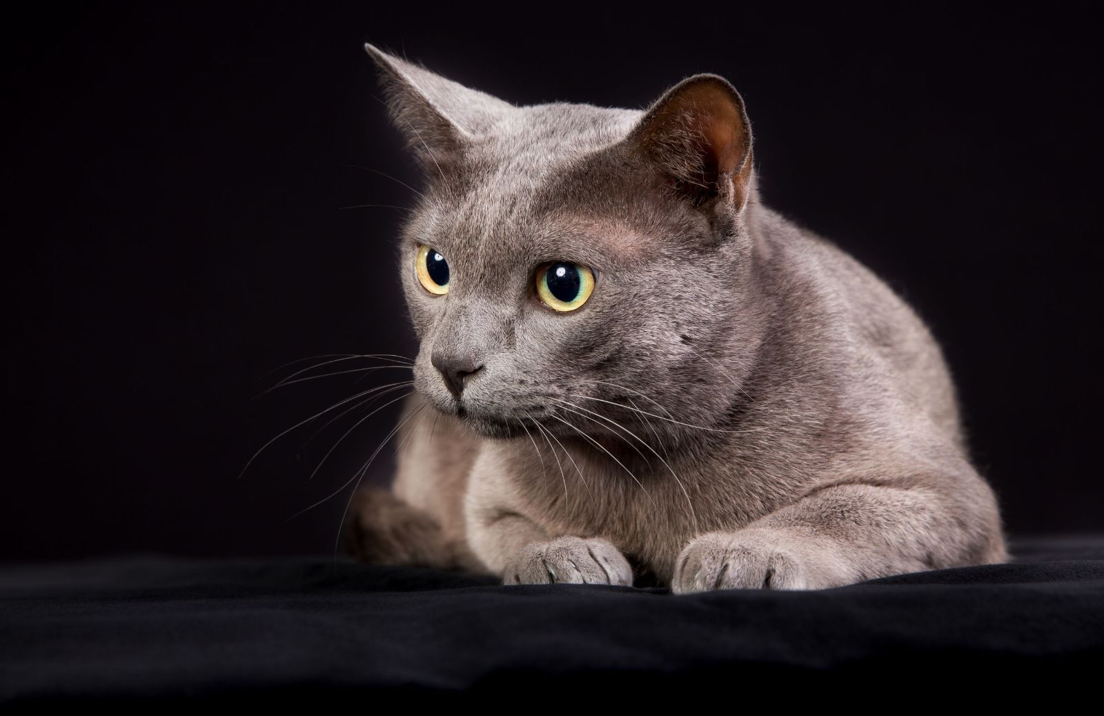 Razze feline: caratteristiche del gatto Korat