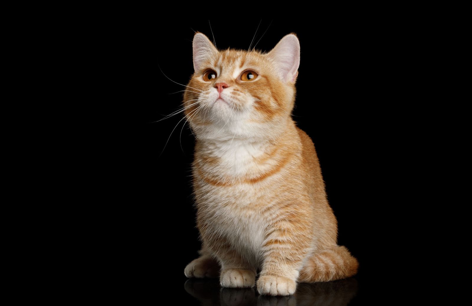 Razze feline: caratteristiche del gatto Munchkin