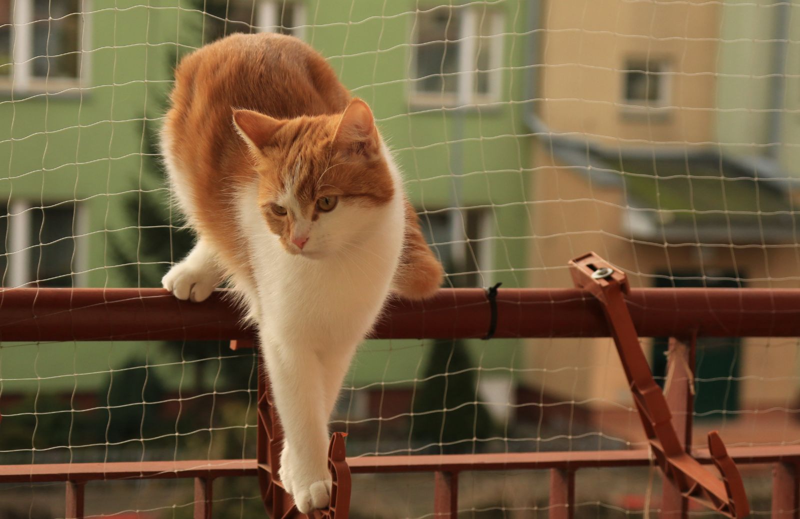 Balconi in sicurezza per gatti: i consigli pratici