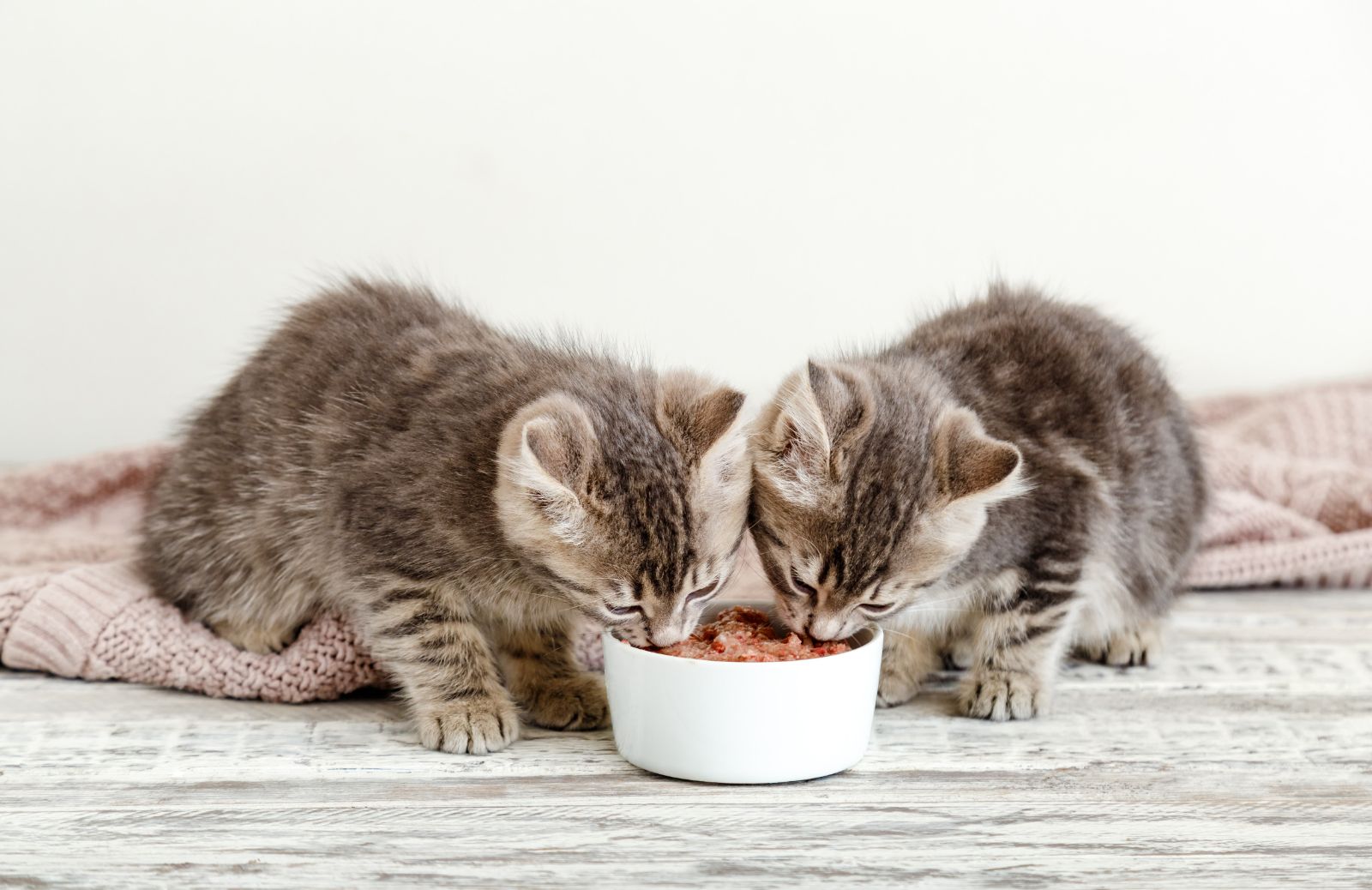 Come accudire un gattino abbandonato dalla madre