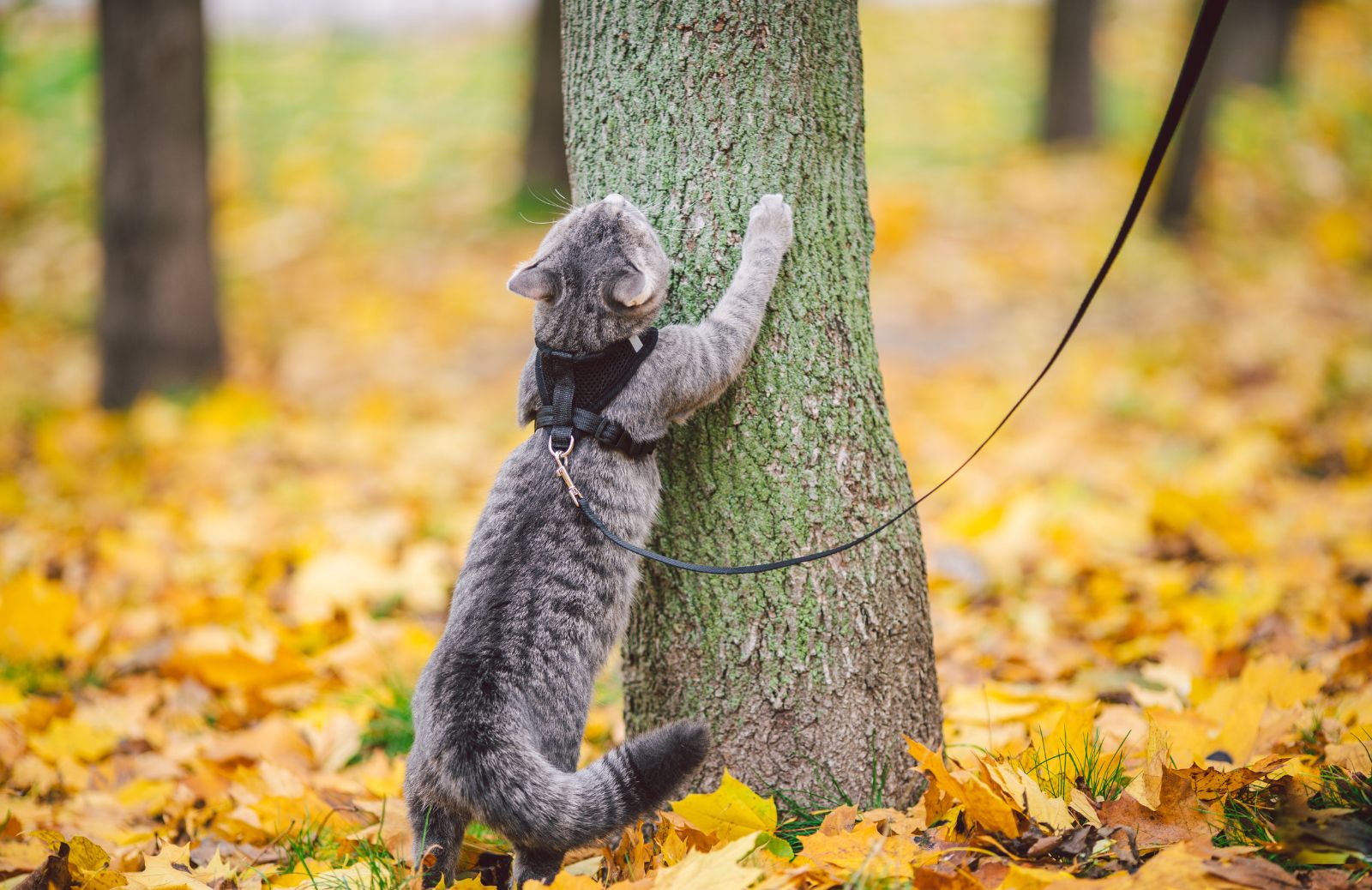 Gatto al guizaglio: sì o no?