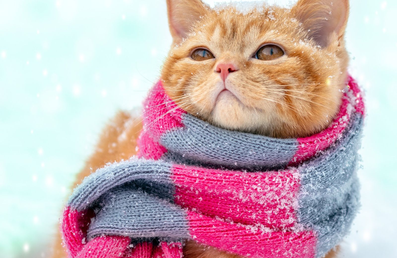 I gatti soffrono il freddo? Ecco come proteggerli