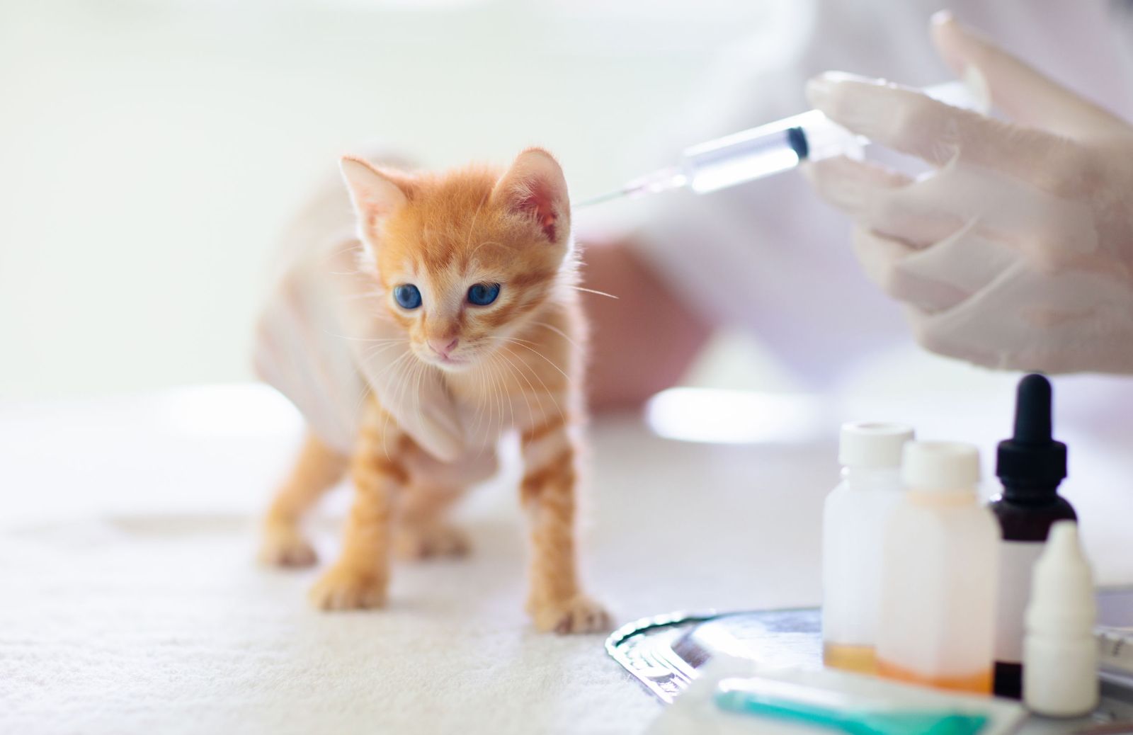 Vaccinazioni del gatto: le più importanti e quelle consigliate 