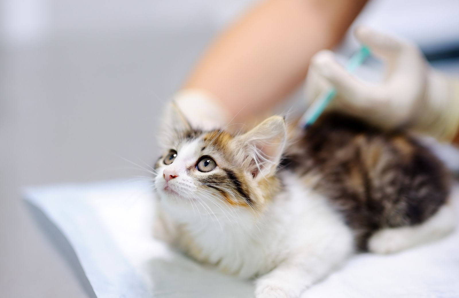 Vaccino gatto: tutto quello che devi sapere