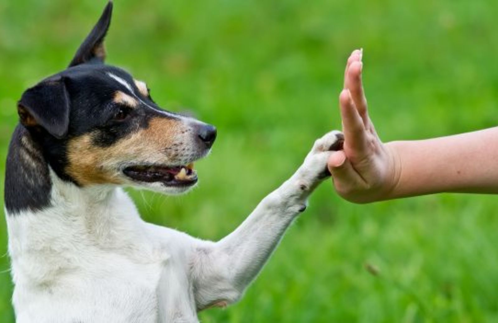 Come insegnare al cane a 