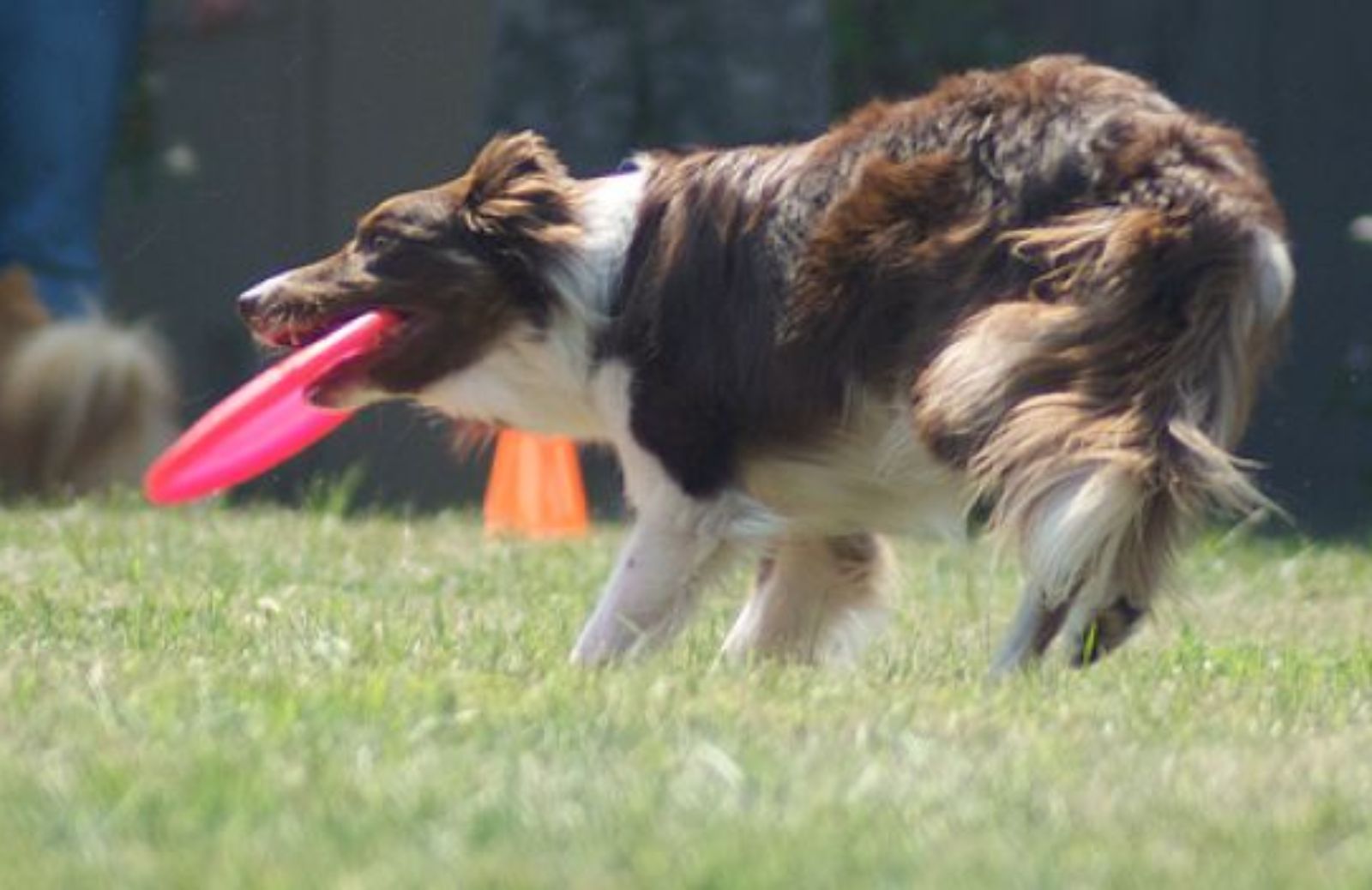 Come insegnare al cane a prendere il frisbee al volo