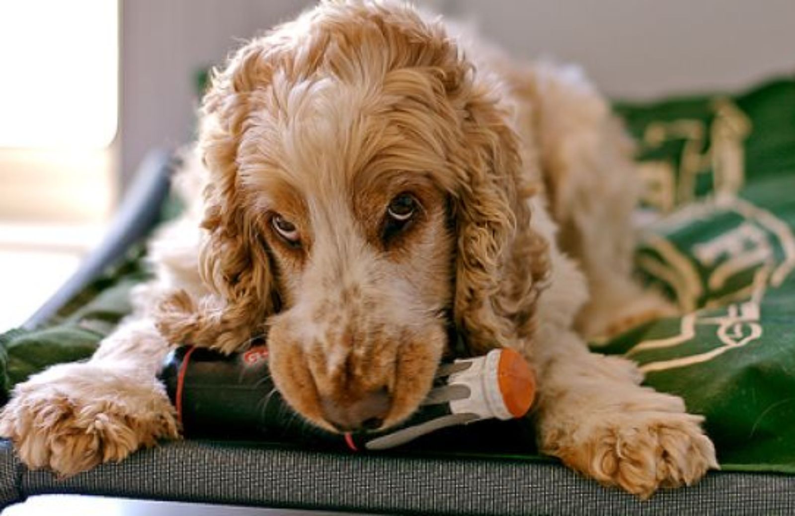 Come insegnare al cane a rimettere a posto i suoi giocattoli