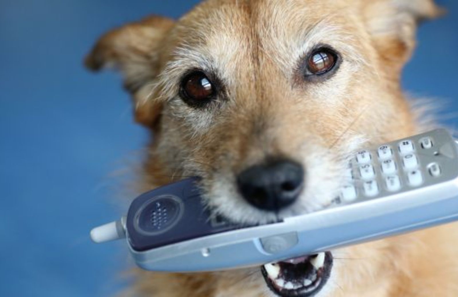 Come insegnare al cane a segnalare se il telefono squilla