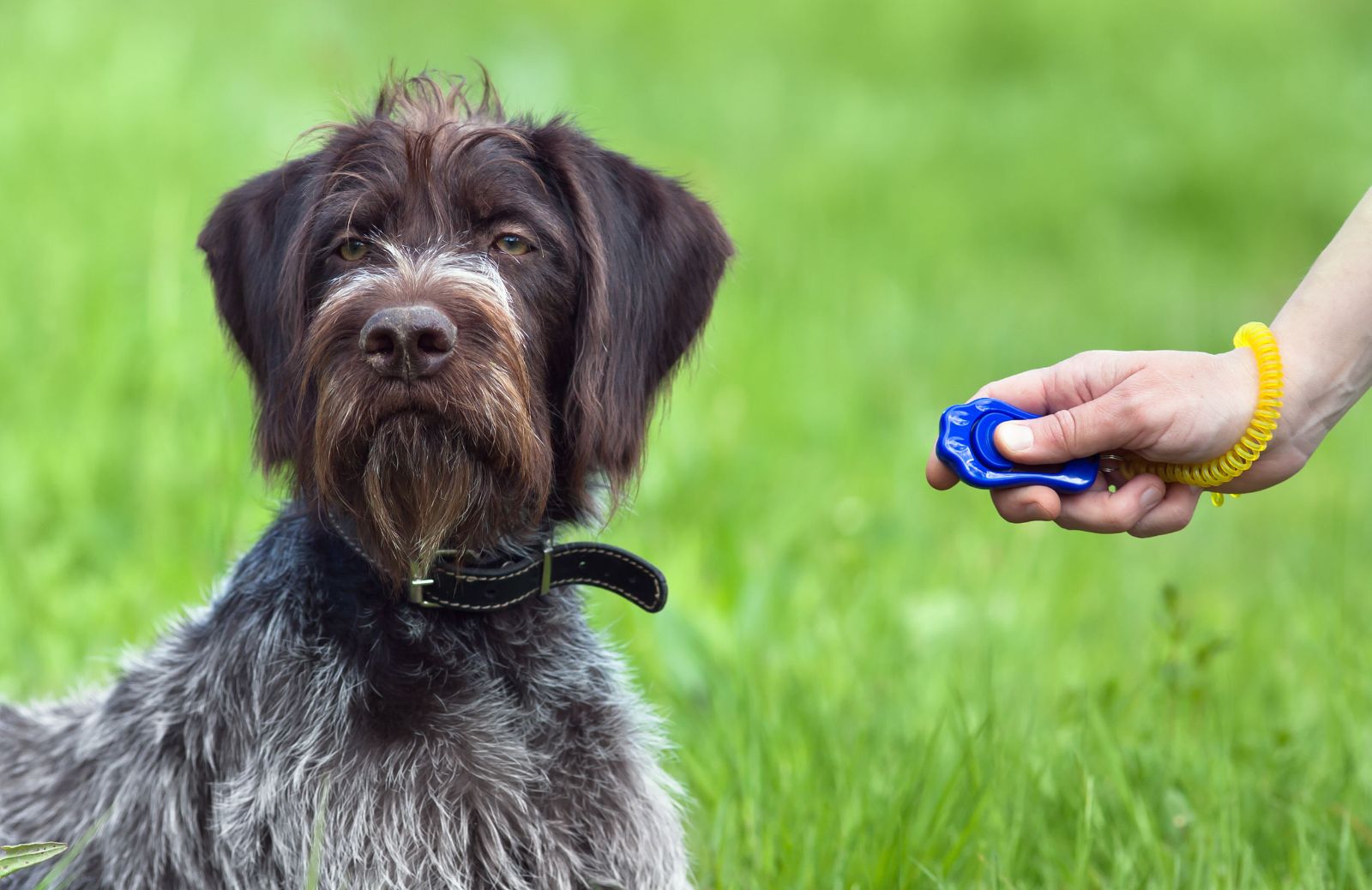 Come usare il clicker nell’addestramento del cane
