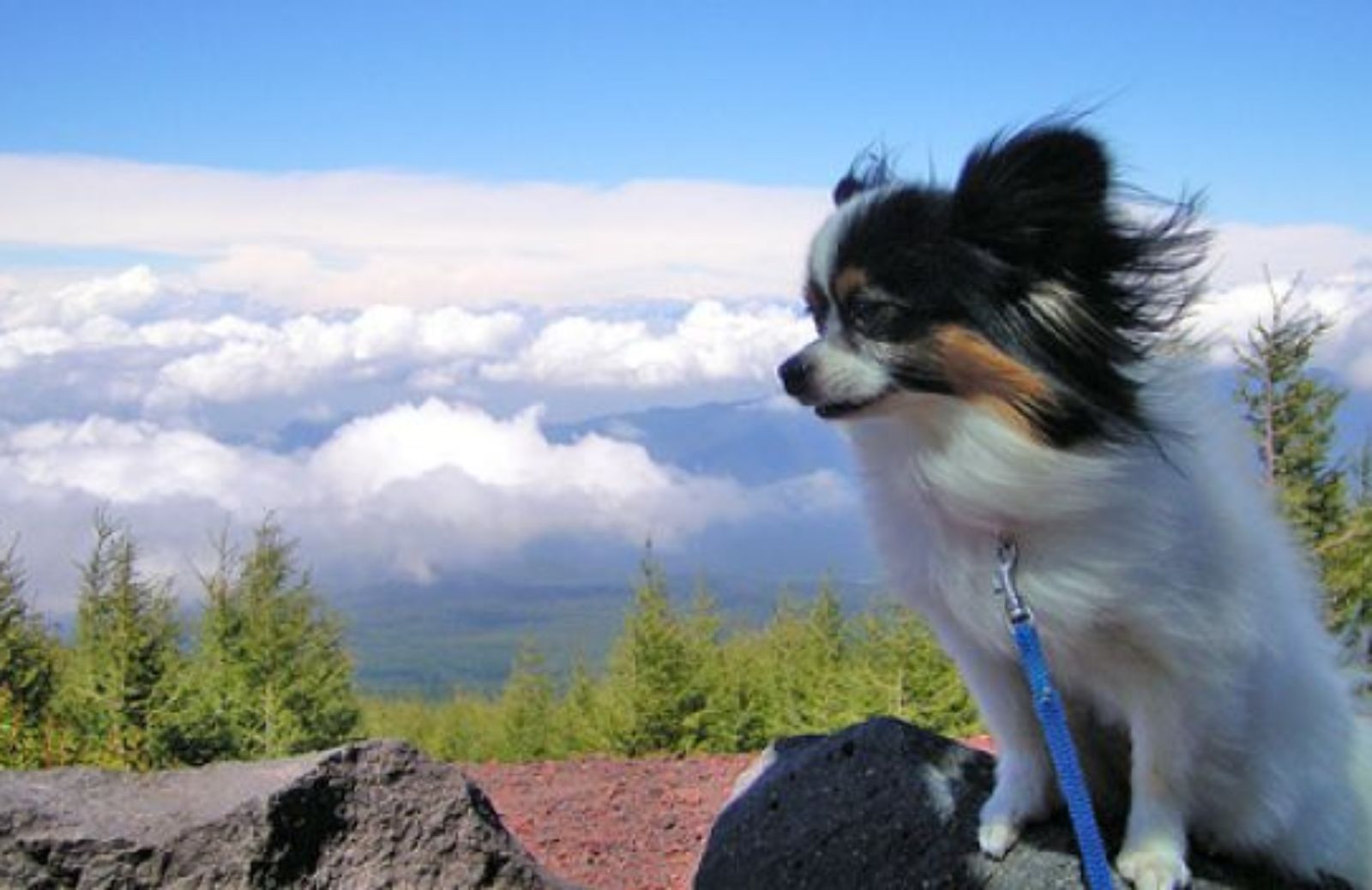 Come scegliere la vacanza più adatta al tuo cane: mare e montagna