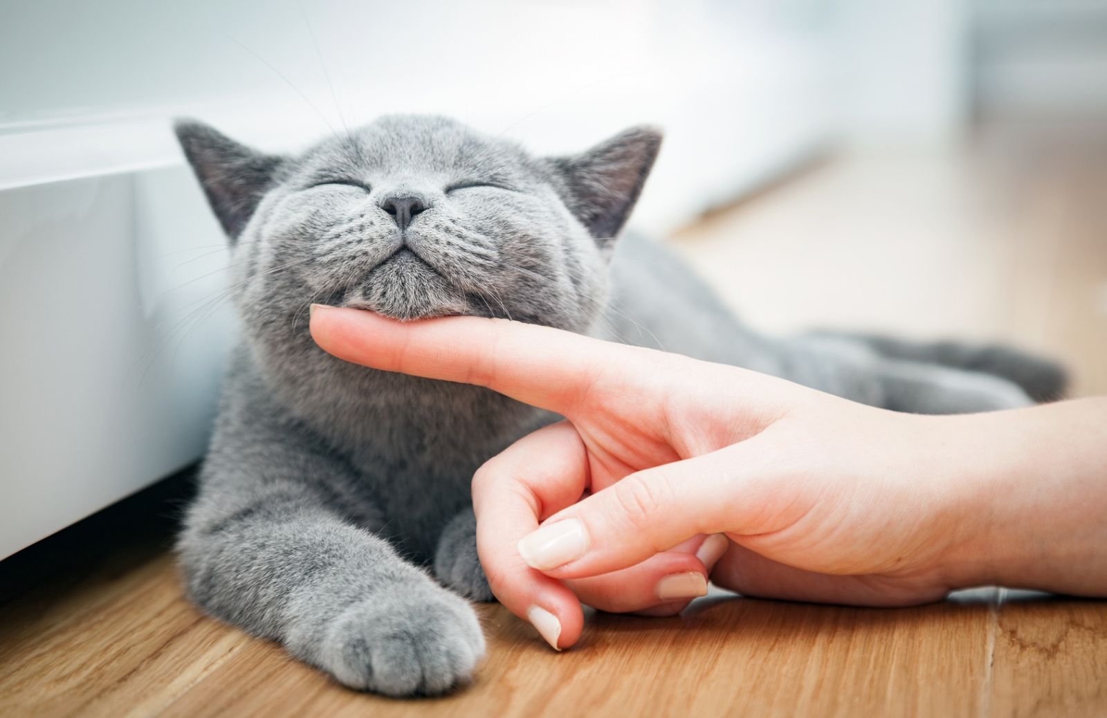 5 modi per far felice un gatto