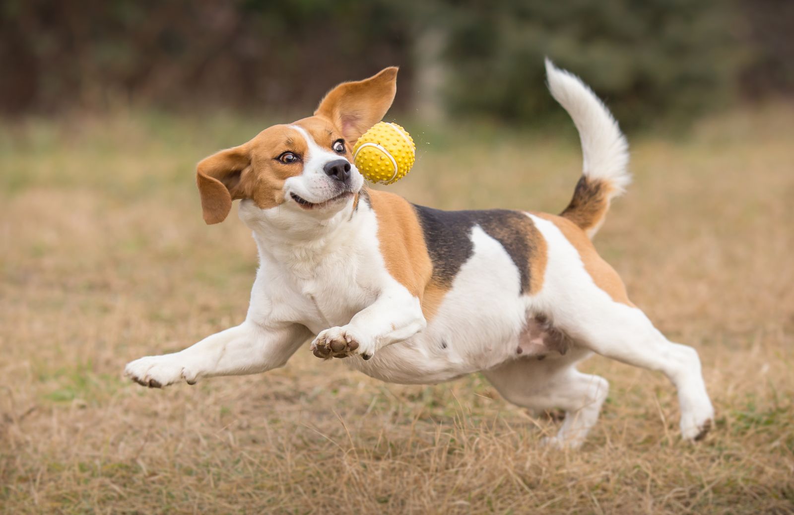 A spasso con Fido: i giochi interattivi per stimolare l'intelligenza