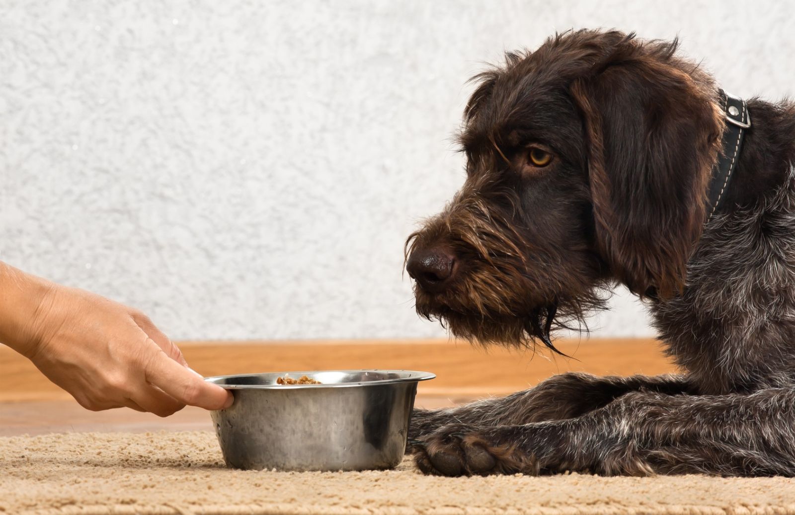 Autunno: 4 alimenti per proteggere i cani dai primi freddi 