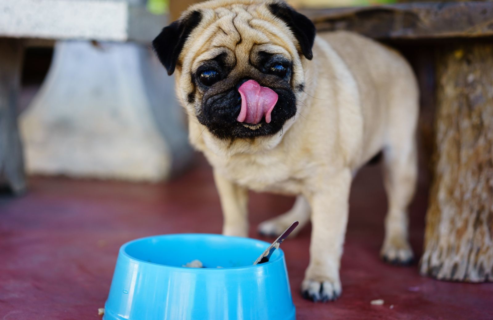 Autunno: cosa cambiare nell’alimentazione dei cani 