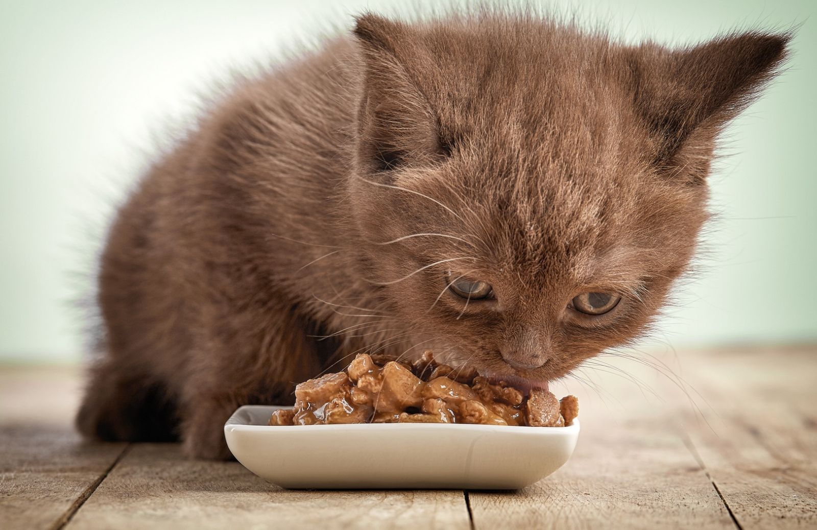 Autunno: cosa cambiare nell’alimentazione del gatto
