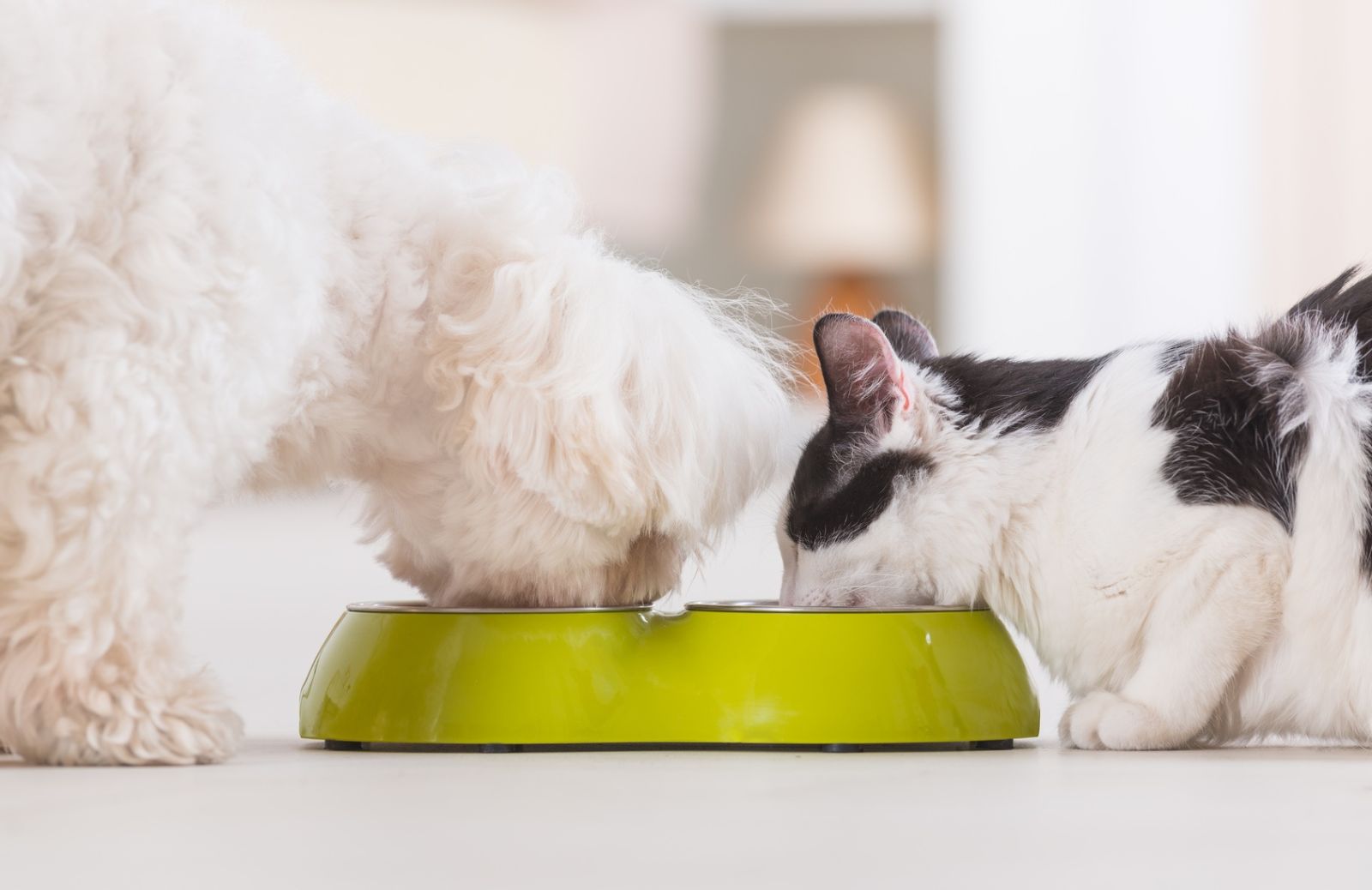 Buste o lattine: l’importanza della praticità nell’alimentazione del pet