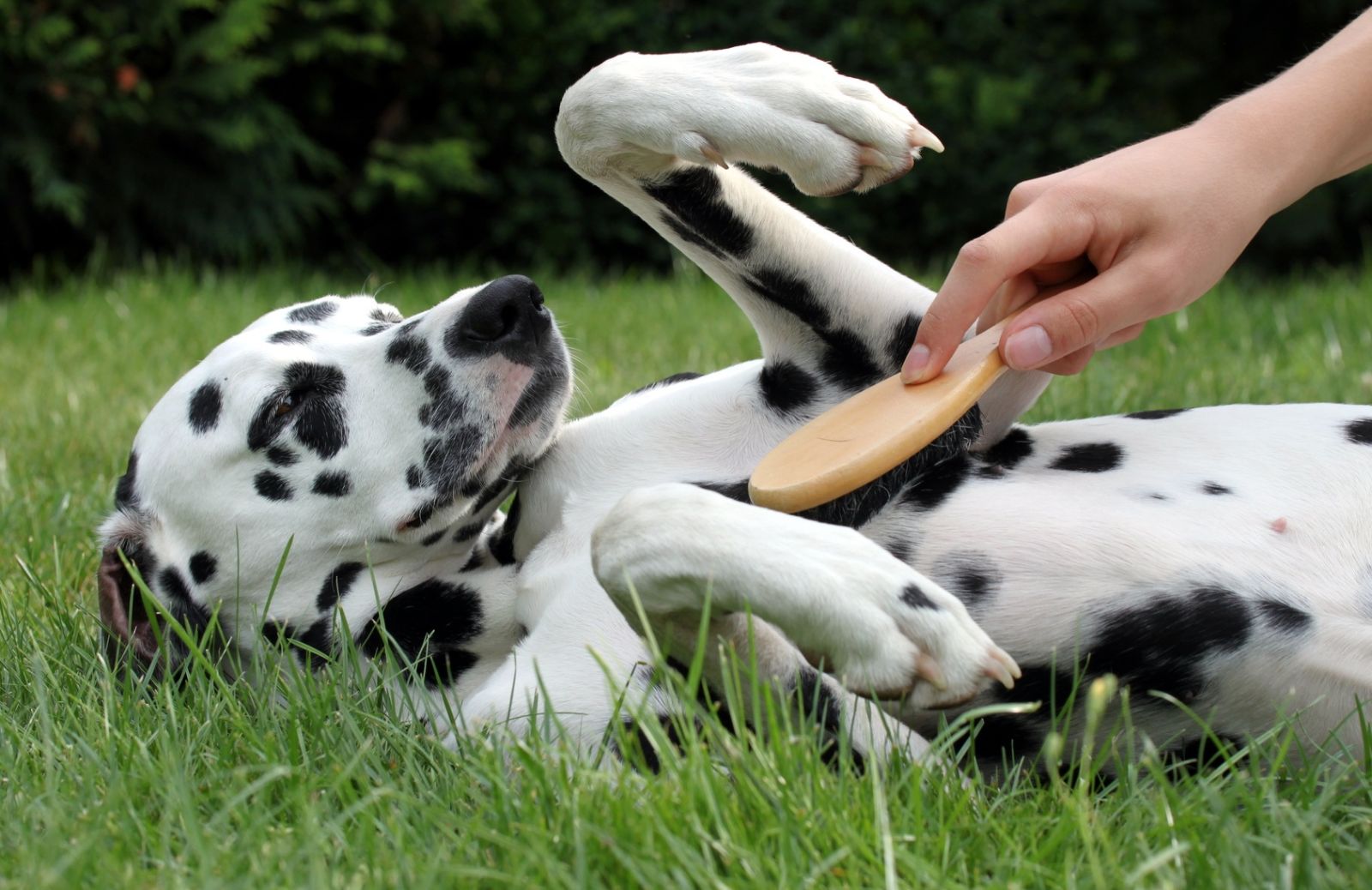 Cani a pelo corto: ecco come curare il manto