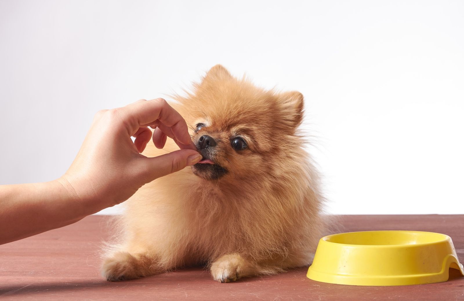 Cani di taglia piccola, media o grande: come cambia l’alimentazione