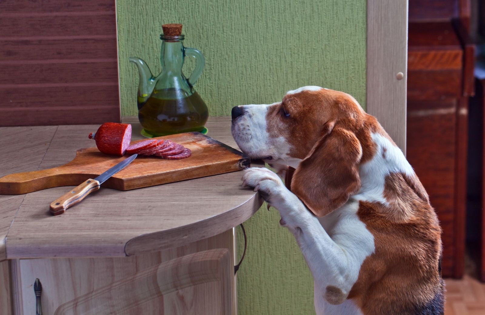 Cani e alimentazione: le regole da seguire