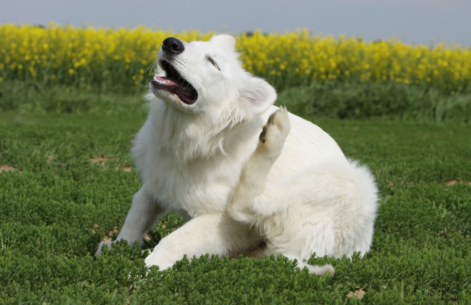 Collari e protezione: come dare sollievo al pet da irritazioni e pruriti causati da parassiti