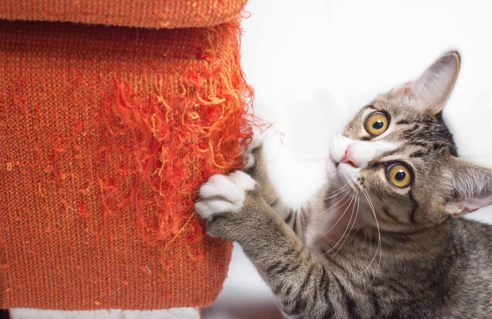 Come evitare che il gatto ti graffi il divano: 5 trucchi infallibili