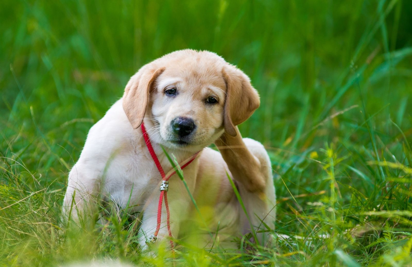 Come proteggere il pet da pulci e zecche: collari, spray e protezione naturale