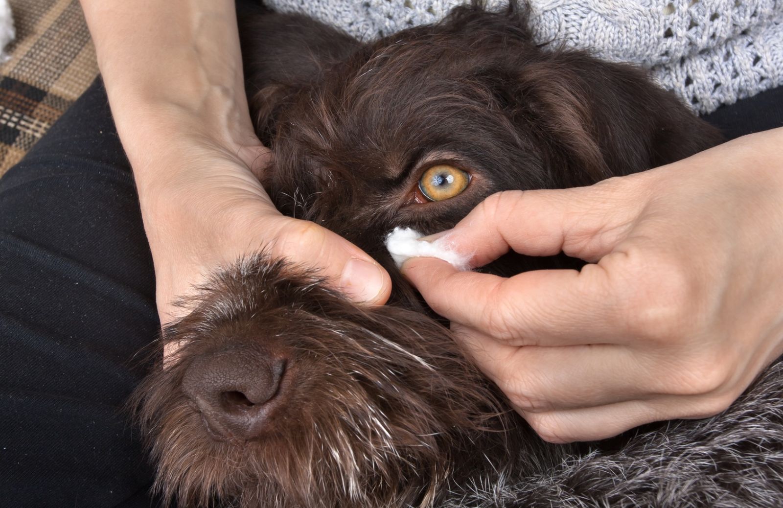 Come pulire gli occhi di cane e gatto. In 5 mosse